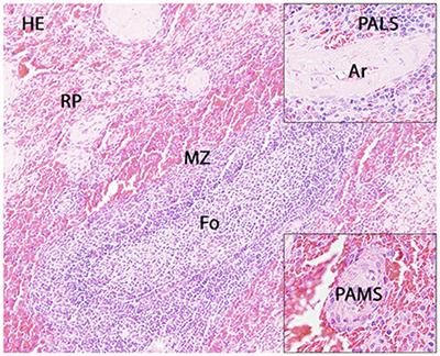 Characterization of microglia/macrophage phenotypes in the spinal cord following intervertebral disc herniation